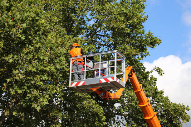 The Steps Involved in Our Tree Care Process in Hebron, PA